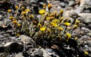 Huflattich - Tussilago farfara * ASCII * 1634 x 1034 * (388KB)